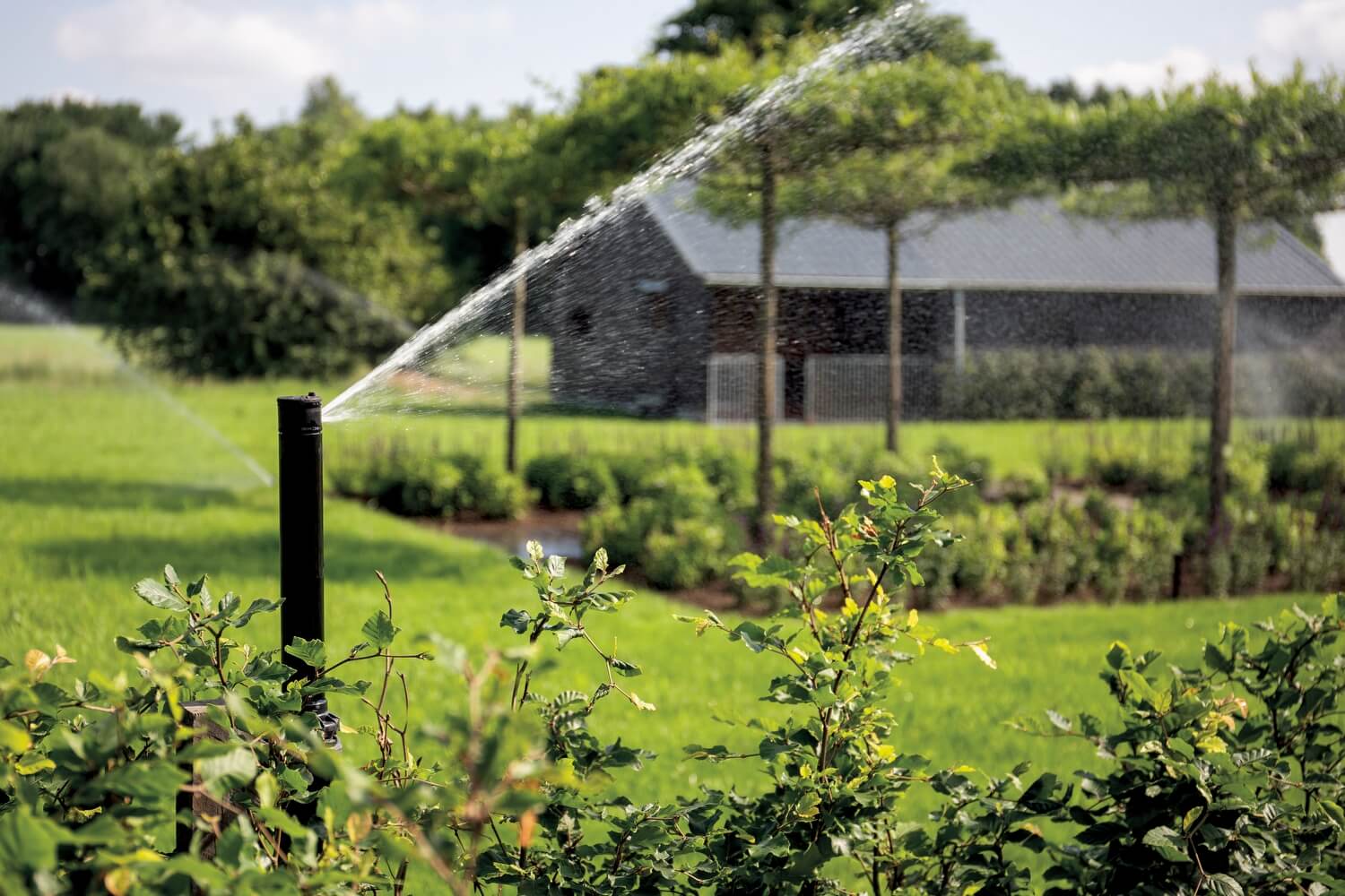 Een groene en frisse tuin of gewassen met een beregeningsinstallatie